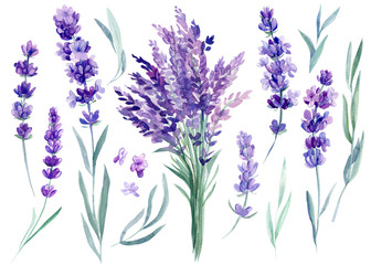 Satz Lavendelblüten, Blumenstrauß aus Lavendelblüten auf einem isolierten weißen Hintergrund, Aquarellillustration, Handzeichnung