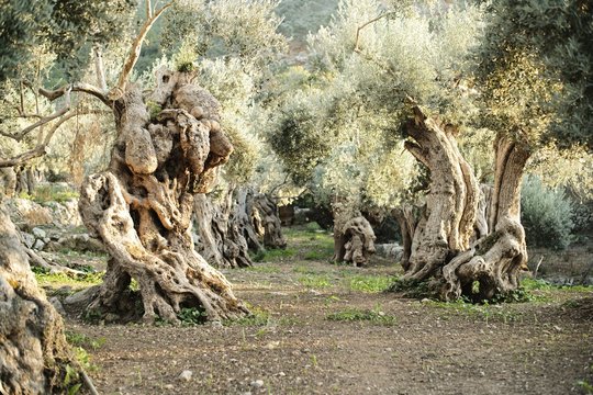 spanish olive grove