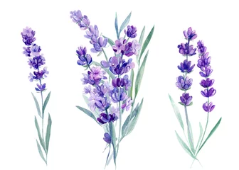 Glasschilderij Lavendel set lavendel bloemen, boeket lavendel bloemen op een afgelegen witte achtergrond, aquarel illustratie, hand tekenen