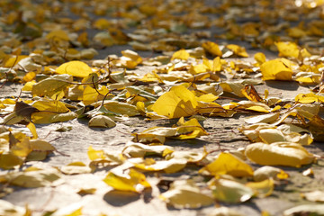 yellow fallen leaves of apricot tree