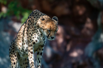 Cheetah face, Acinonyx jubatus, detail close-up portrait of wild cat. Fastest mammal on the land, Etosha NP, Namibia. Wildlife. Scene from African nature.