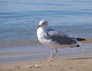 Seagull on the sea sandy shore against the backdrop of the clear blue sea in summer. Seagull walks and looking for food on the beach. Wild bird life.