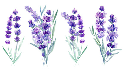 Blumenstrauß Lavendelblüten auf einem isolierten weißen Hintergrund, Aquarellillustration, Handzeichnung