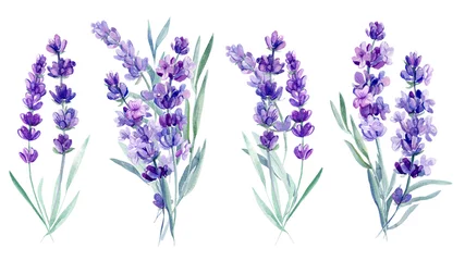 Glasschilderij Lavendel boeket lavendel bloemen op een afgelegen witte achtergrond, aquarel illustratie, hand tekenen