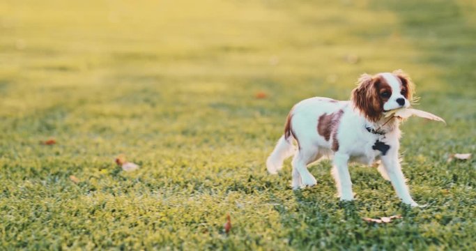 Woman Playing With Puppy In The Park. SLOW MOTION. Cavalier King Charles Spaniel baby dog enjoying sunny sunset outdoors, running and jumping with laughing girl. Pet and owner love. 