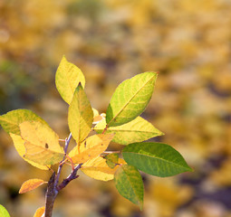 cherry branch with green and yellow leaves in autumn sunny day