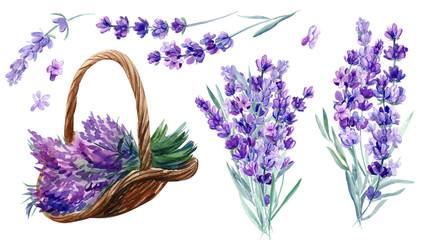 set of elements of lavender flowers on an isolated white background, a basket with lavender, bouquet, watercolor illustration, hand drawing © Hanna