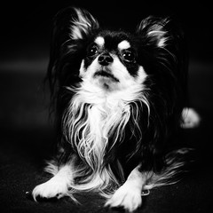 portrait of a dog chihuahua