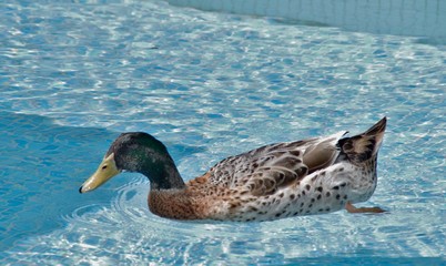 pato en el agua