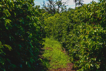 Farme of coffee industry