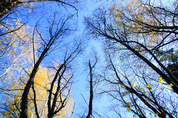 Crowns of birches in the forest in autumn against the blue sky. View from below.