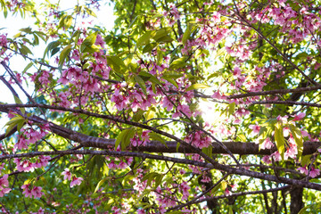 Tree with leaves and cherry blossoms