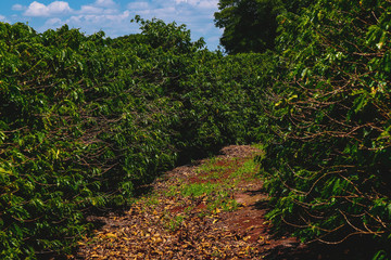 Farme of coffee industry