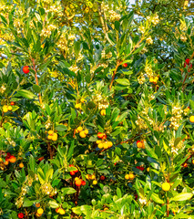 Arbutus unedo is an evergreen shrub or small tree in the family Ericaceae known as cain, cane apple, caithne, Irish or Killarney strawberry tree