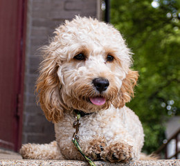 dog in the grass