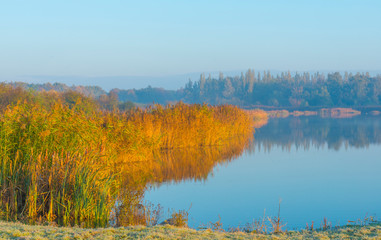 Reed along the edge of a lake in sunlight at sunrise in autumn