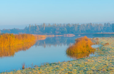 Reed along the edge of a lake in sunlight at sunrise in autumn