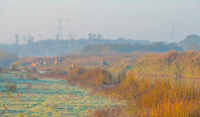 Reed along the edge of a lake in sunlight at sunrise in autumn