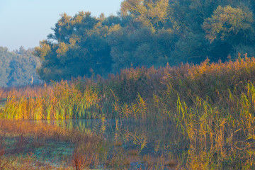 Reed along the edge of a lake in sunlight at sunrise in autumn