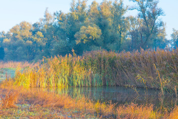 Reed along the edge of a lake in sunlight at sunrise in autumn