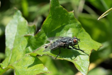 Insect fly sitting on a green leaf, macro photography