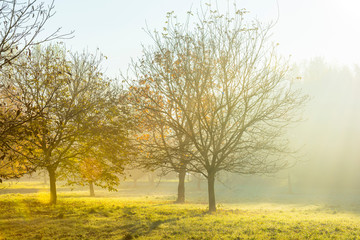 Fototapeta premium Trees in fall colors in a green grassy field in sunlight in autumn