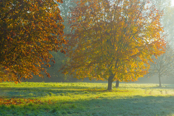 Trees in fall colors in a green grassy field in sunlight in autumn