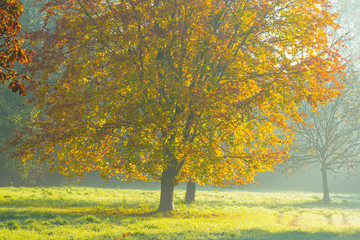 Trees in fall colors in a green grassy field in sunlight in autumn