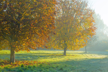 Trees in fall colors in a green grassy field in sunlight in autumn