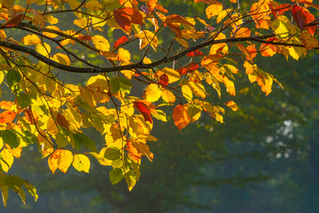 Trees in fall colors in a green grassy field in sunlight in autumn