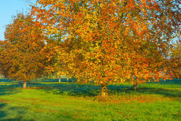 Trees in fall colors in a green grassy field in sunlight in autumn