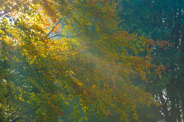 Trees in fall colors in a green grassy field in sunlight in autumn