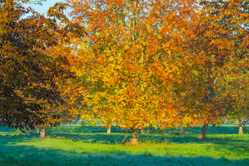 Trees in fall colors in a green grassy field in sunlight in autumn