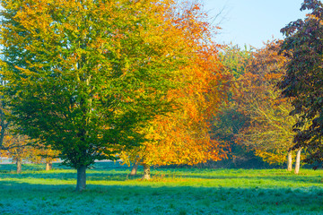 Trees in fall colors in a green grassy field in sunlight in autumn