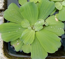 Water lettuec green leaf for design background is a small bouquet of flowers. Axillary flowering Spurgeon is a type of invasive plant that closes the water flow. Including making fishing To swim becau