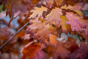 Jesienne liście w kolorach pomarańczy