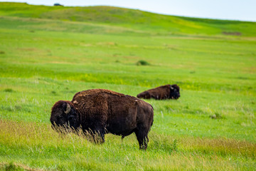 American Bison in the Badlands