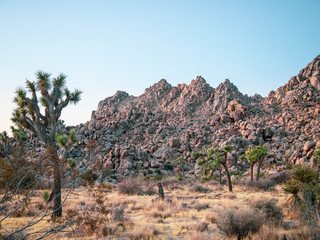 Joshua Tree National Park