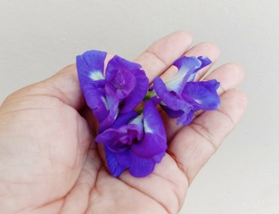 Pea flower is an ivy. The trunk is soft. Originated in South America Can be planted generally in the tropics. There are other native names, red, steep, steep, own, when squeezed out to be purple.