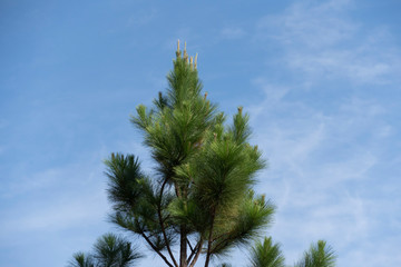 pine tree against blue sky