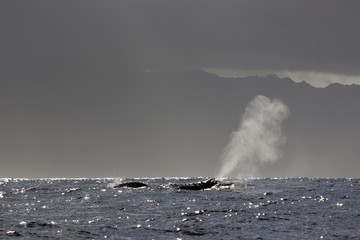 humpback whale breathing
