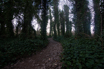 Bosque en el interior de la provincia de buenos aires