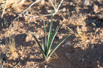 USA, Nevada, Clark County, Toquop Wash. A young seedling of a Joshua tree (Yucca jaegeriana) recently sprouted in the Eastern Mojave Desert.