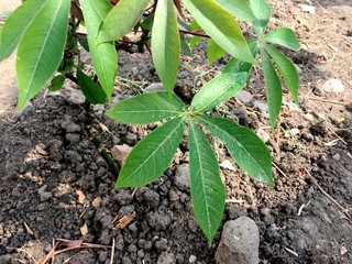 young plant in the garden