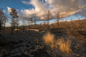 Siberian forest after a fire