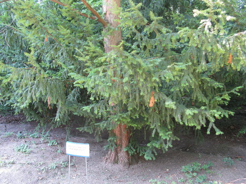Trees