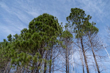 tree and blue sky