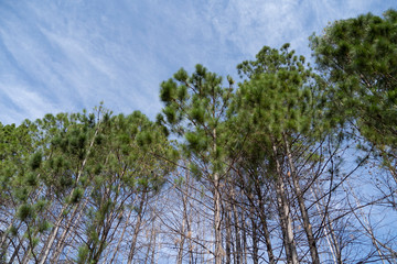 trees and sky