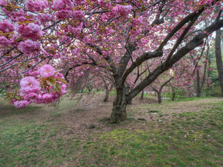 Central Park in spring