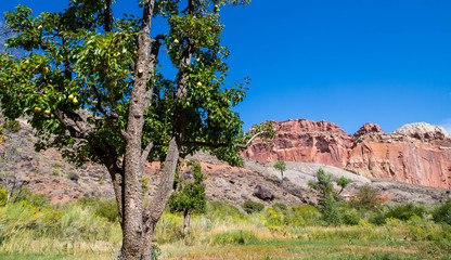Canyonlands Orchard